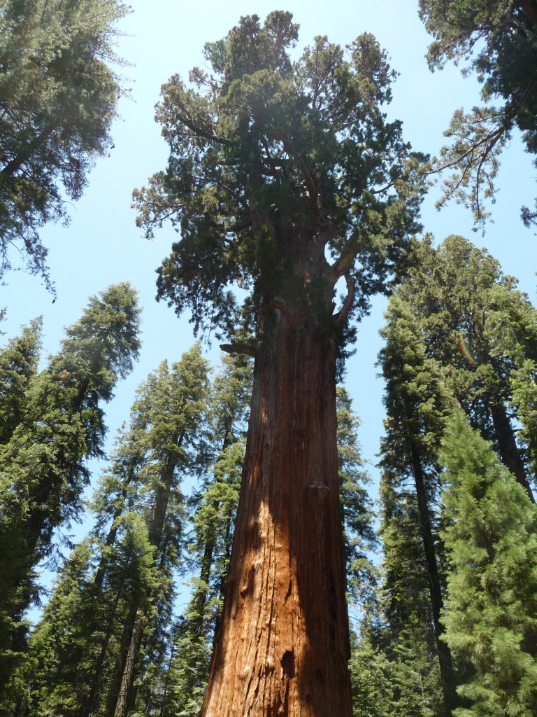 General Sherman Tree