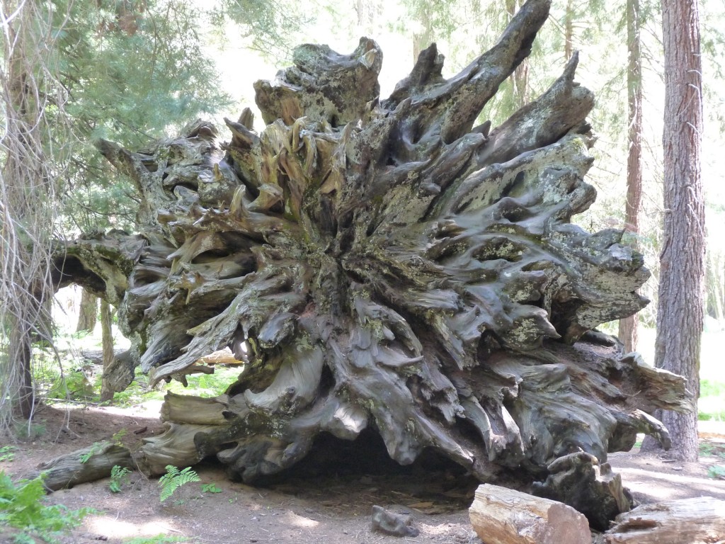 Fallen Sequoia Roots