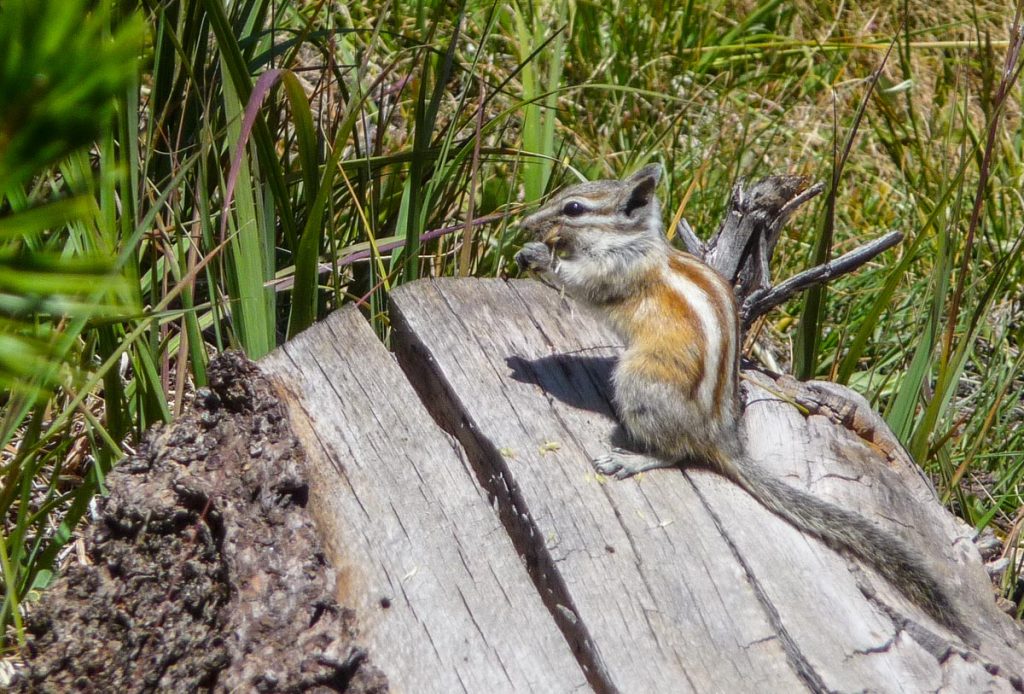 Chipmunk, John Muir Trail