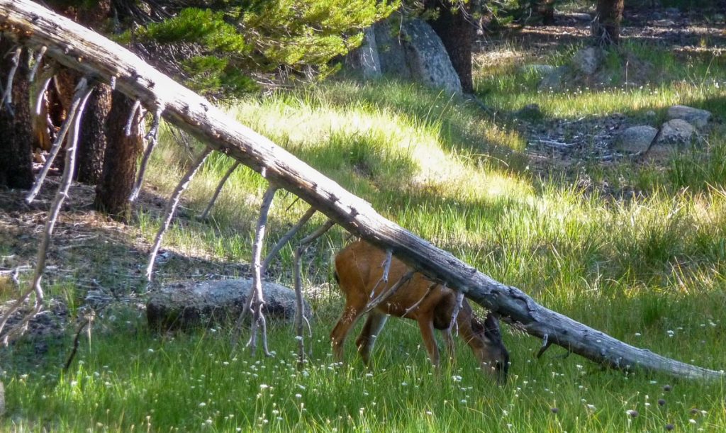 Deer by Lyell Fork