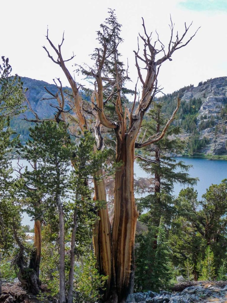 Tree by Garnet Lake