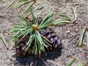 Fresh pine code Fresh pine code