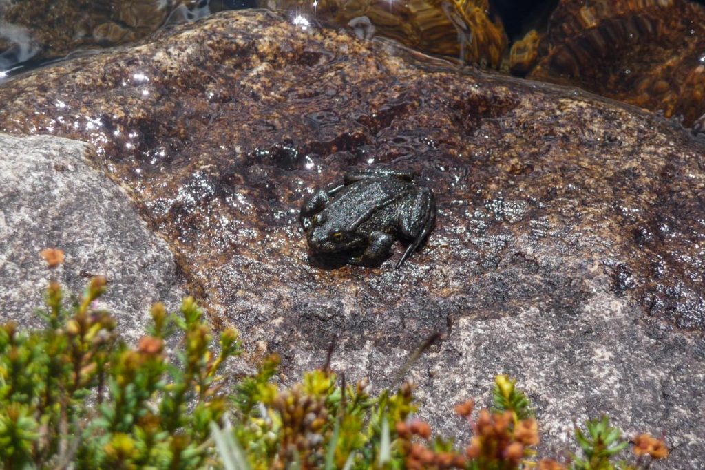 Frogs by Wanda Lake