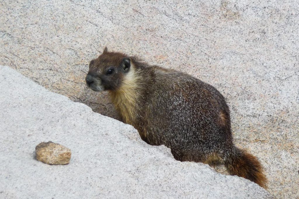 Big fat marmot, Muir Pass