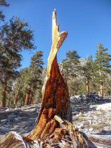 Burnt tree