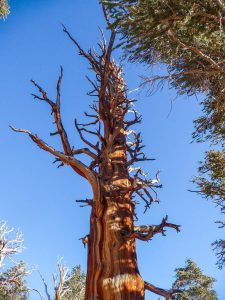 Fire ravished tree Fire ravished tree