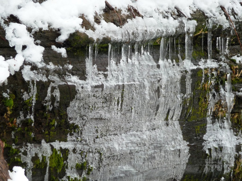 Melting ice on trees