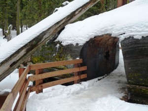 Trail to General Sherman Trail to General Sherman