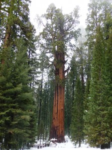 General Sherman General Sherman