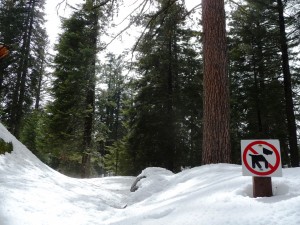 No dogs allowed No dogs allowed