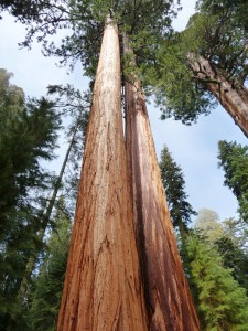 Giant Sequoias Giant Sequoias