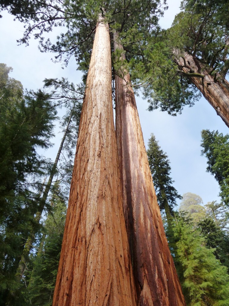 Giant Sequoias