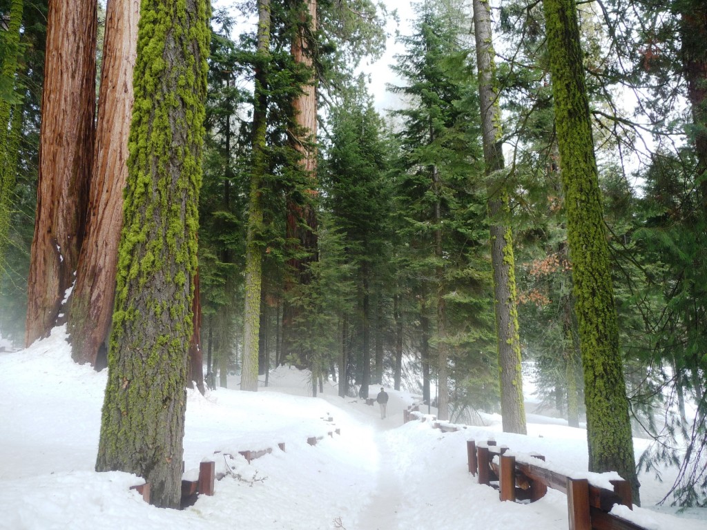 Sequoia National Park