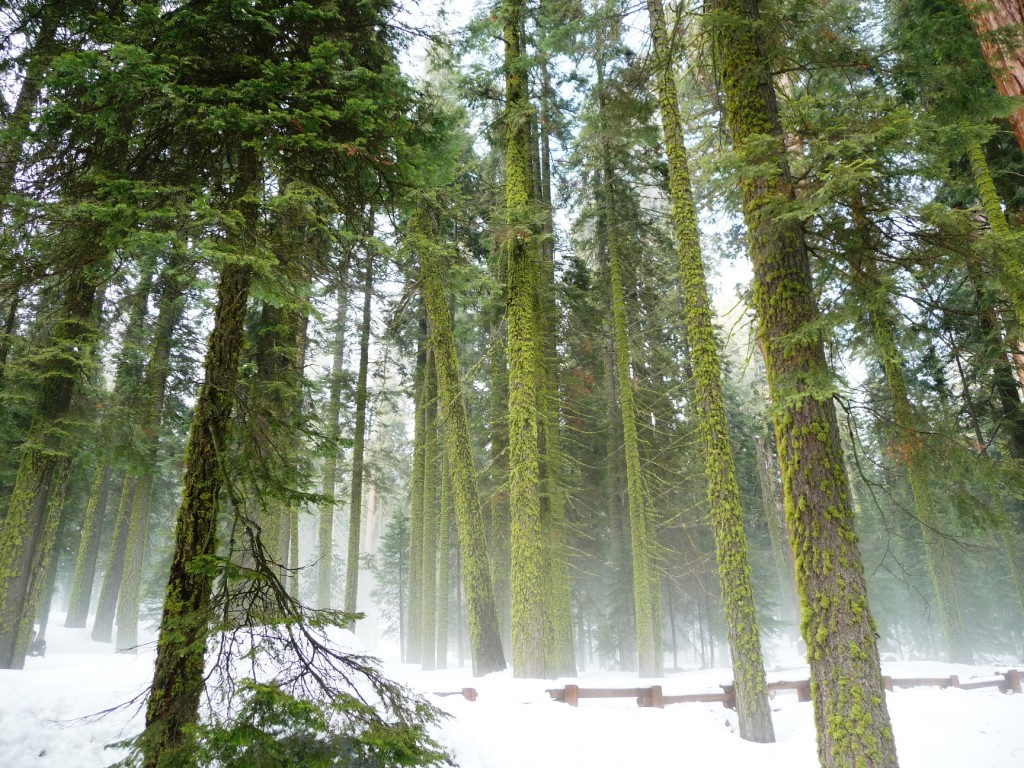 Sequoia National Park