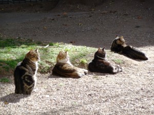 Cats at Manzana Jesuitica