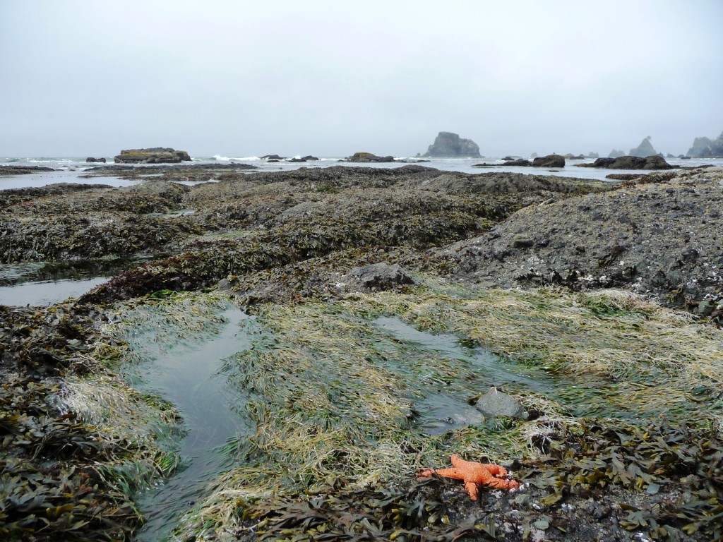 Olympic Coast