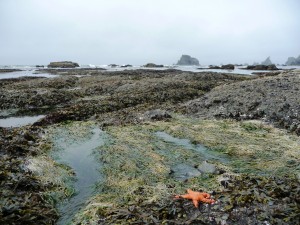 Olympic Coast Olympic Coast