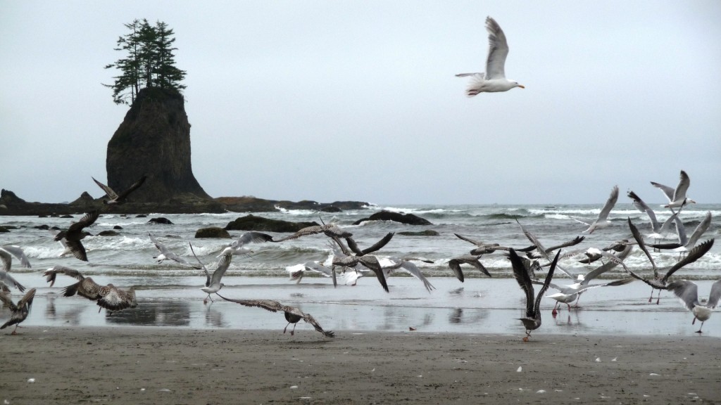 Seagulls by the beach