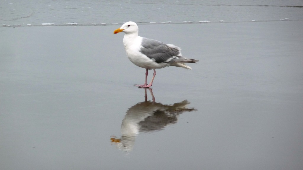 Seagull