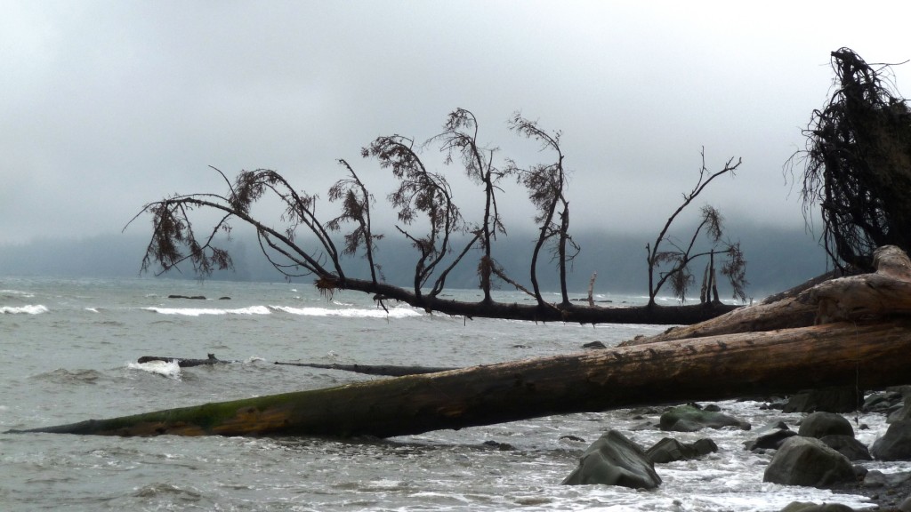 Fallen trees