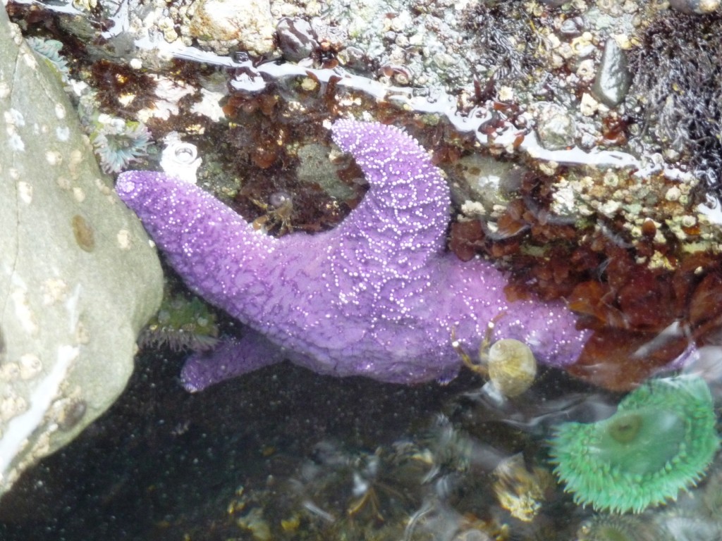 The elusive purple starfish. I only saw one of them.
