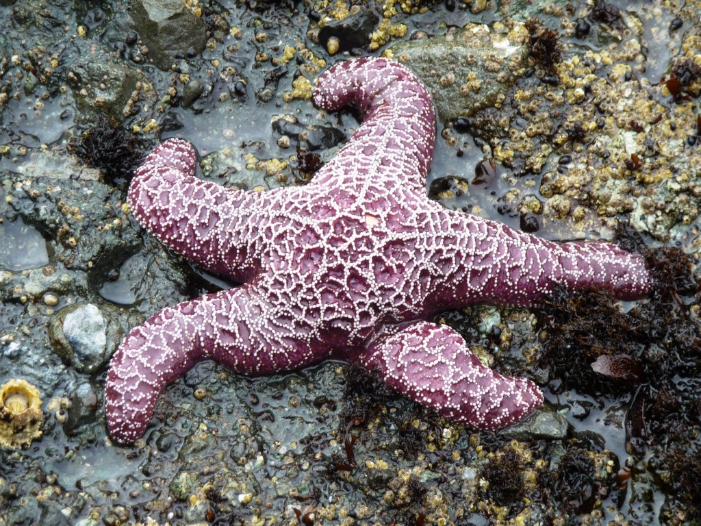 Starfish