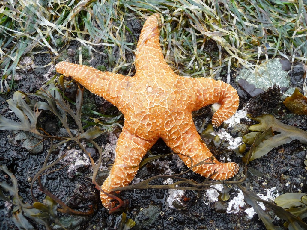 Starfish