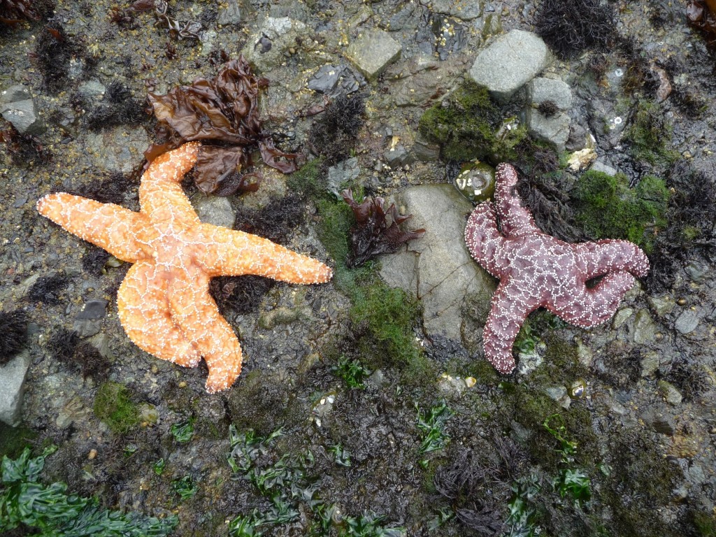 Starfish