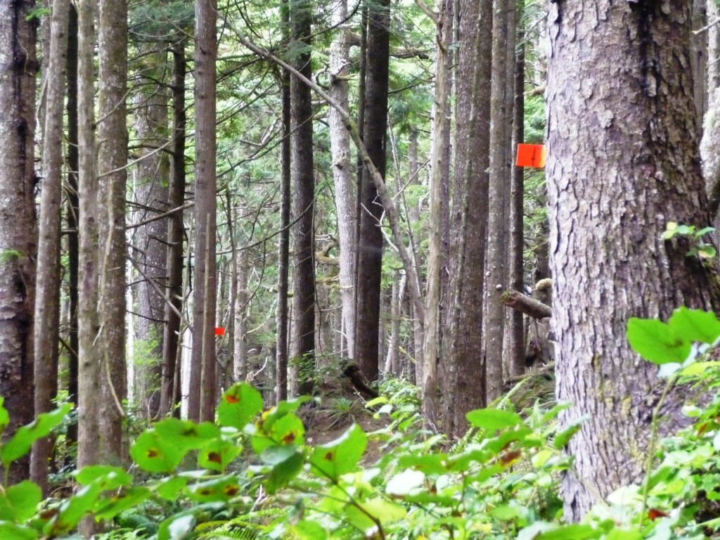 Trail markers