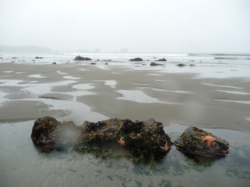 Starfish on Shi Shi Beach