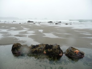 Starfish on Shi Shi Beach Starfish on Shi Shi Beach