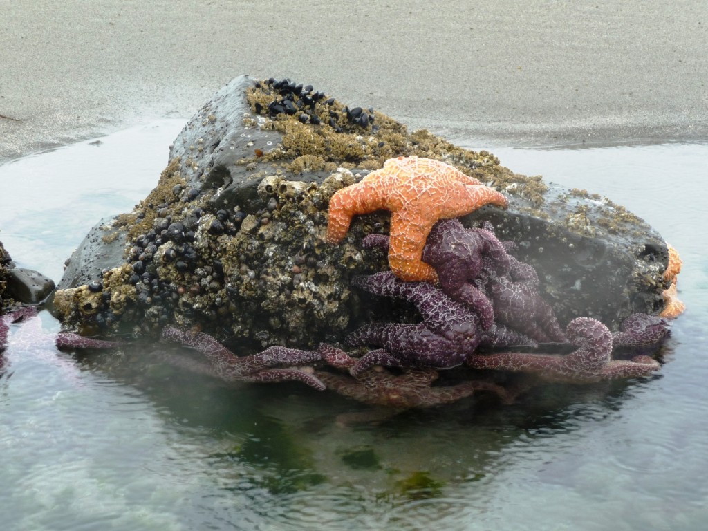 Starfish on Shi Shi Beach