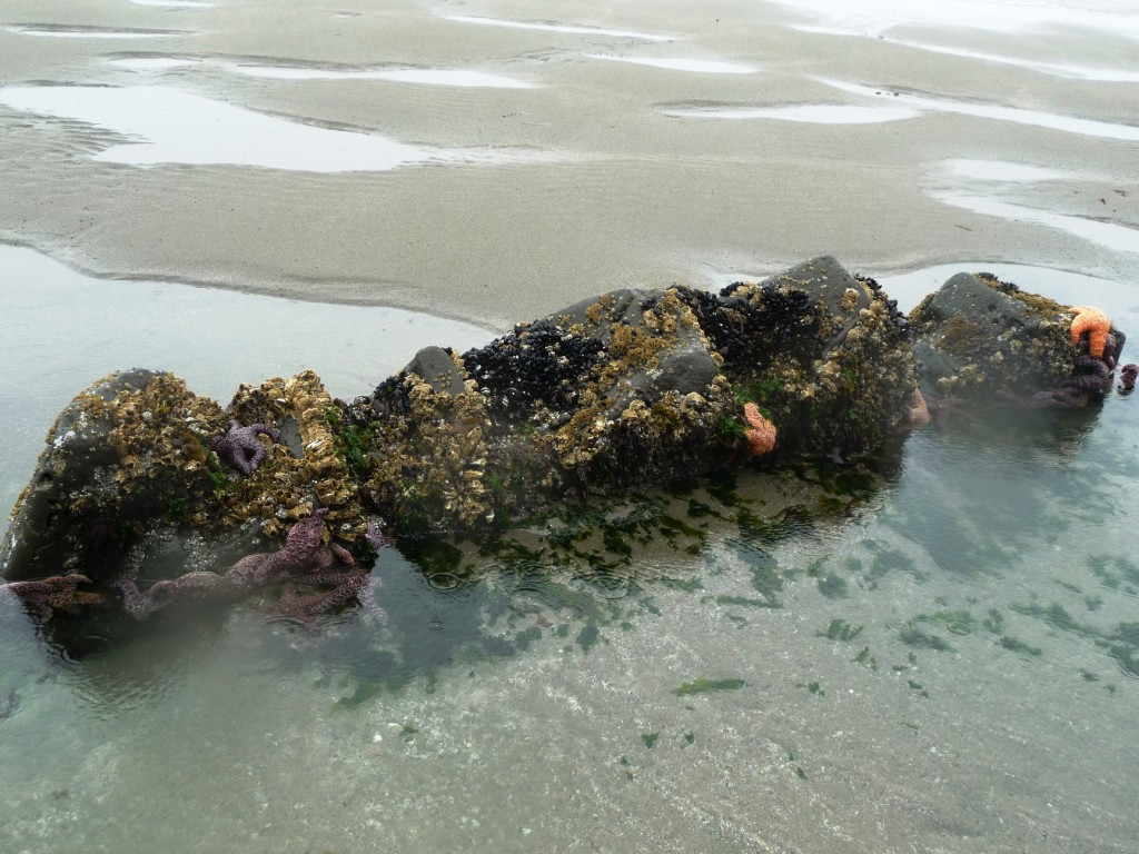 Starfish on Shi Shi Beach