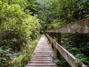 Wooden boardwalks Wooden boardwalks