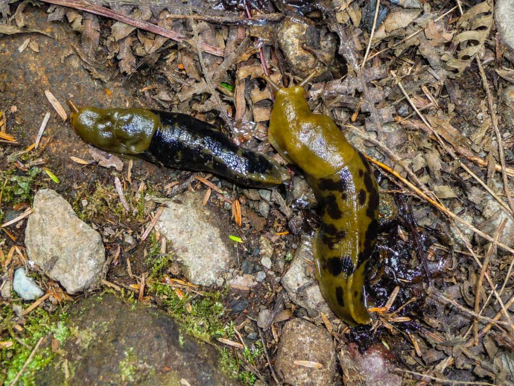 Slugs, West Coast Trail