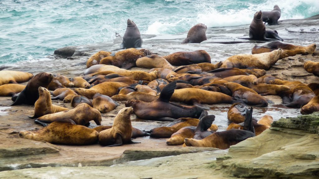 Sea Lions, West Coast Trail