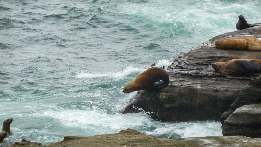 Sea Lions, West Coast Trail