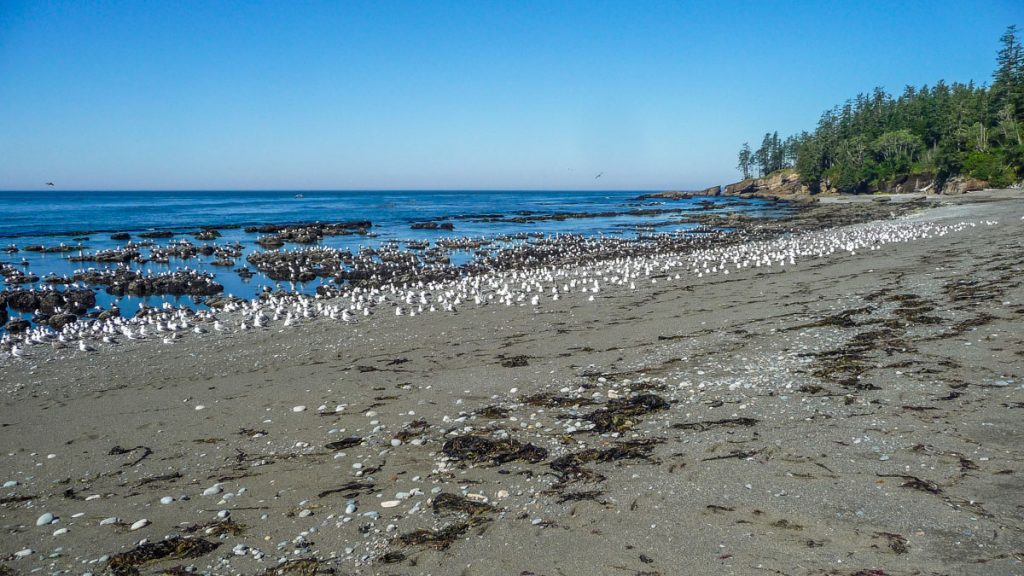 Seagulls by Tsusiat Falls, West Coast Trail