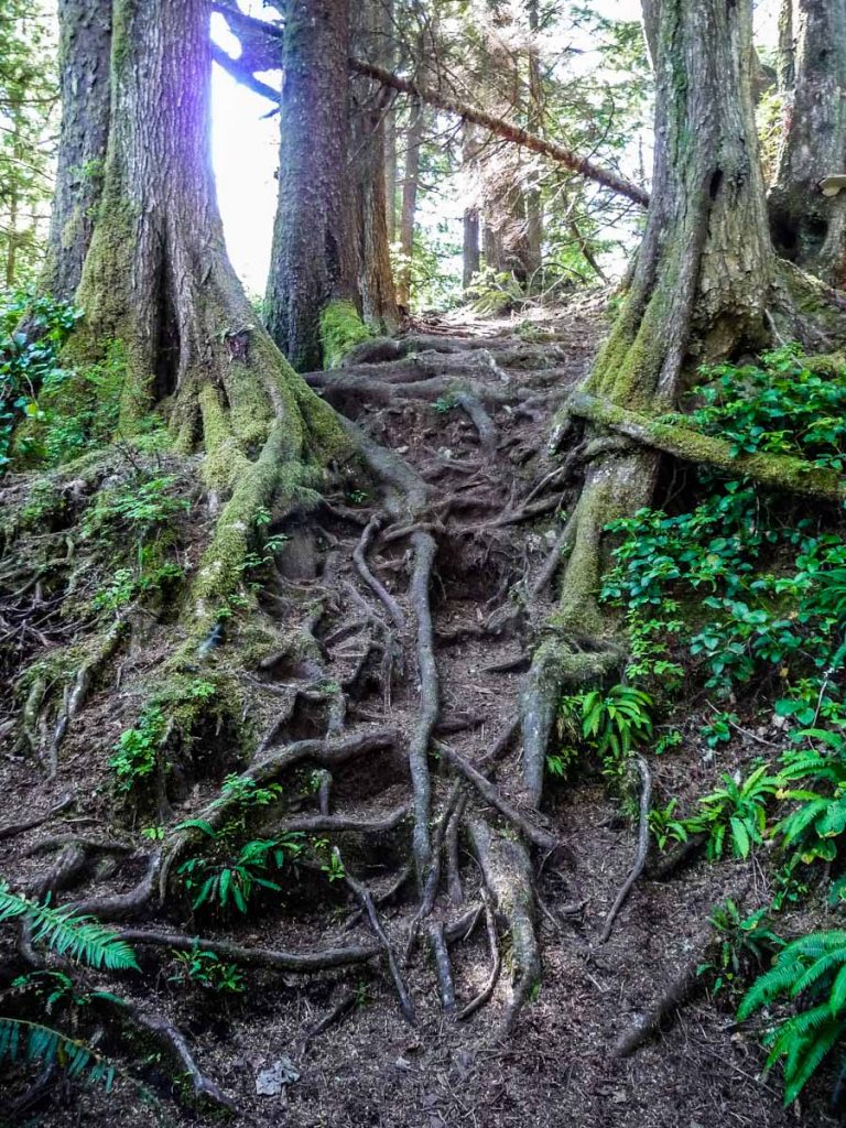 Tree root climbing, West Coast Trail