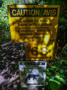 Bear and cougar warning Bear and cougar warning