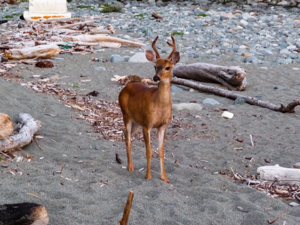 Deer by Carmanah Creek campsite, West Coast Trail