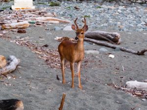 Deer by Carmanah Creek campsite Deer by Carmanah Creek campsite
