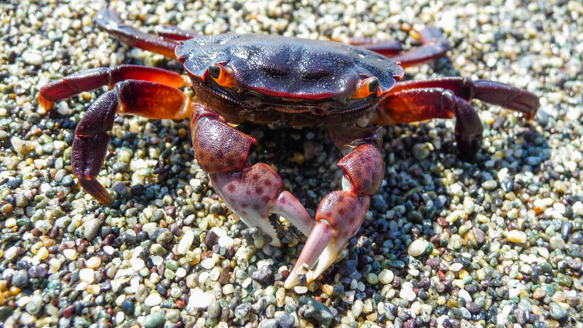 Crab on the beach, West Coast Trail