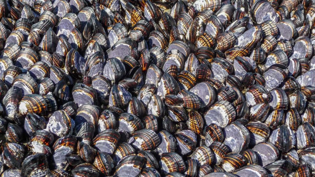 Mussels, West Coast Trail