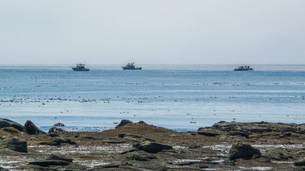 Whale watching boats, West Coast Trail