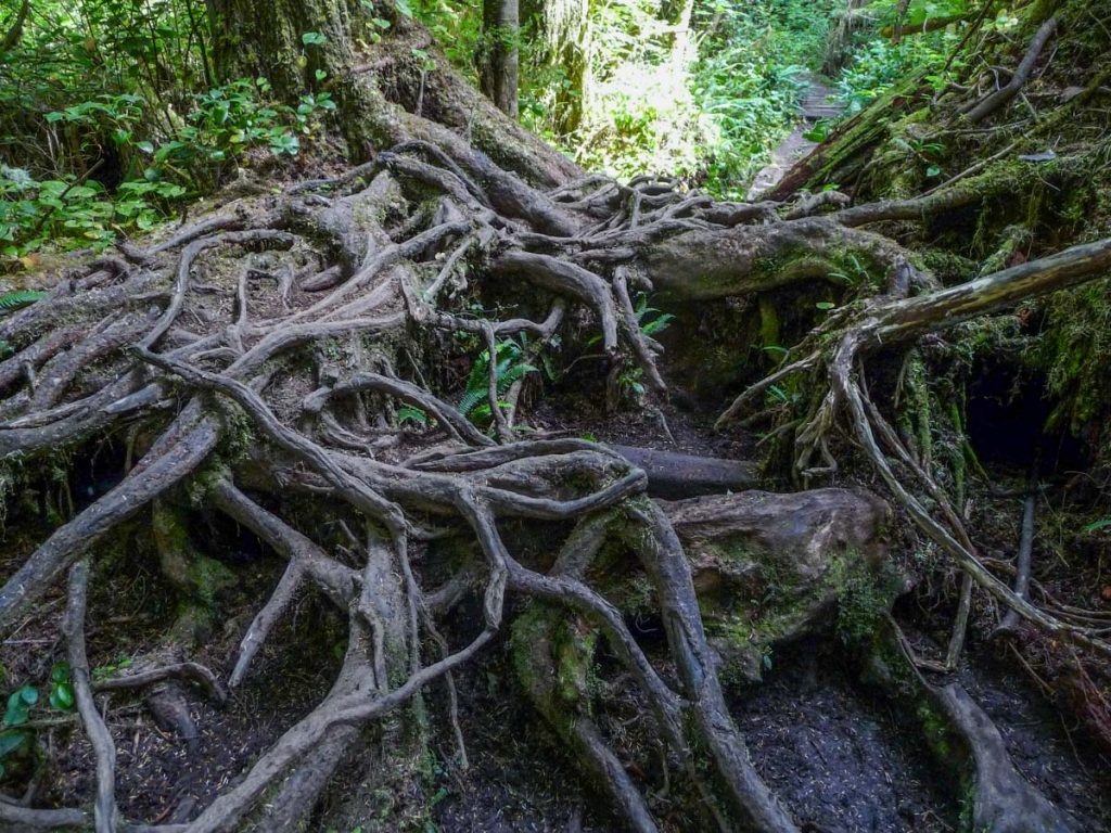 Root climbing, West Coast Trail