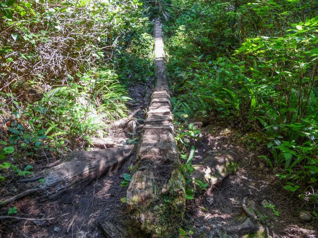 Hiking over logs, West Coast Trail