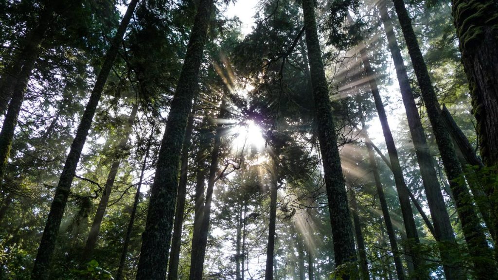 Hiking through West Coast Trail's forest