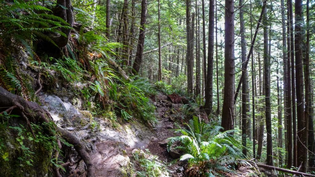 Last few kilometers of the West Coast Trail