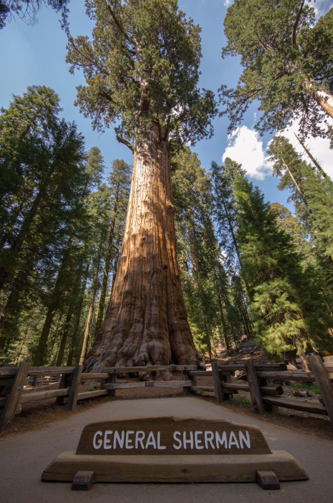 General Sherman Tree - Sequoia National Park
